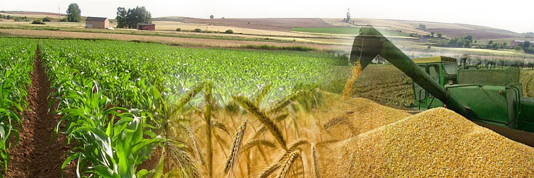 quebradoras-de-granos-bankrupt